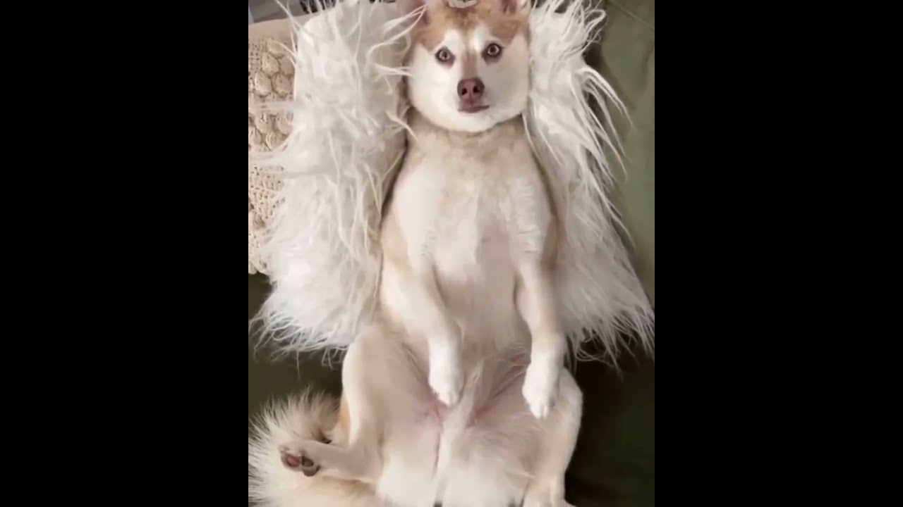 BEST OF HUSKIES DRAMA QUEENS