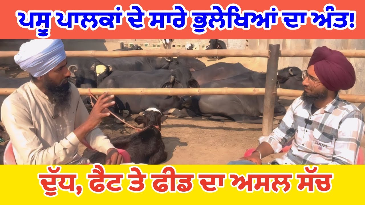 ਪਸ਼ੂਆਂ ਦੇ ਦੁੱਧ ਅਤੇ ਫੈਟ ਵਿੱਚ ਵਾਧਾ||ਬਾਜ਼ਾਰੀ ਜਾਂ ਦੇਸੀ ਫ਼ੀਡ ਲਾਹੇਵੰਦ||ਮੱਝਾਂ ਜਾਂ ਗਾਵਾਂ ਫਾਇਦੇਮੰਦ||