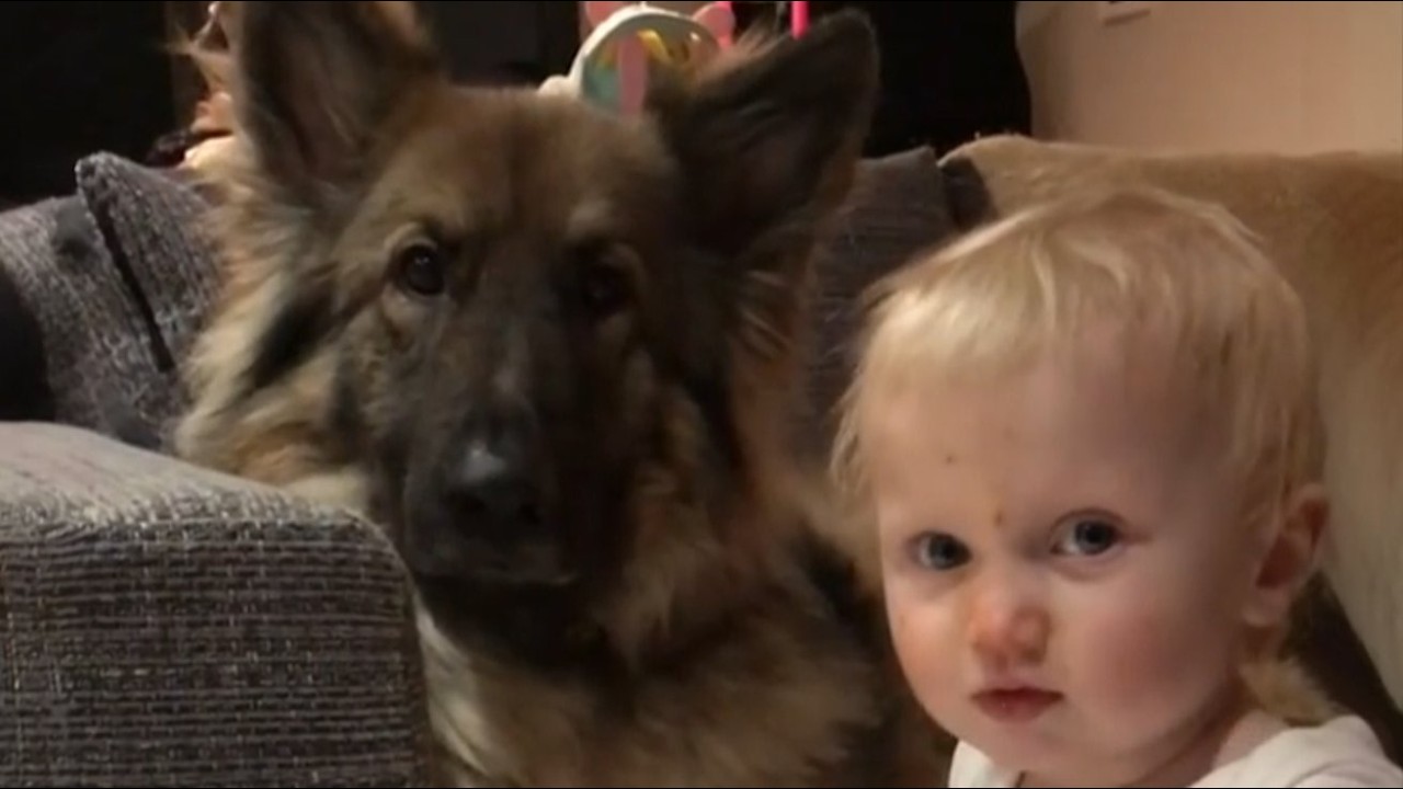90lb German Shepherd Guarded Baby's Door Every Night — What He Heard at 11:43 PM Saved Her Life