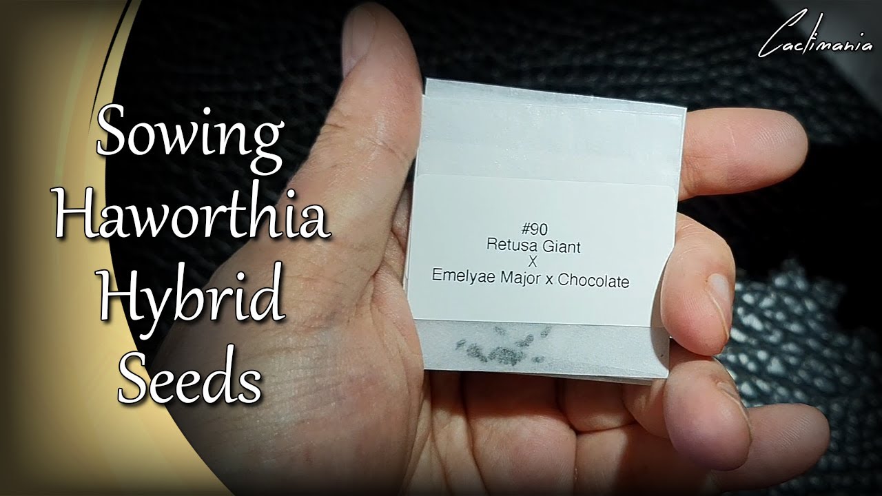 Sowing Haworthia Hybrid Seeds | Growing Haworthia from Seed | Cacti & Succulents