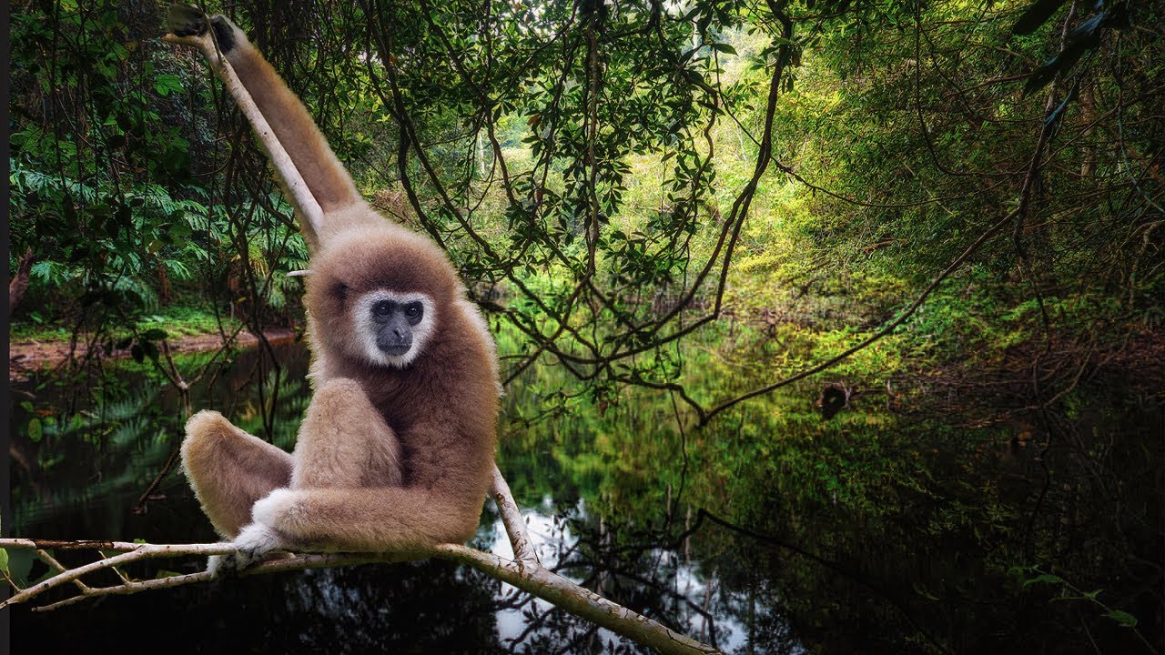 Gibbons Tropical Sounds - 1 Hour Relaxing Nature Sounds of Asia Rainforest