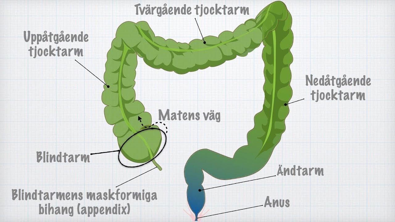 Tjocktarmens och ändtarmens funktioner