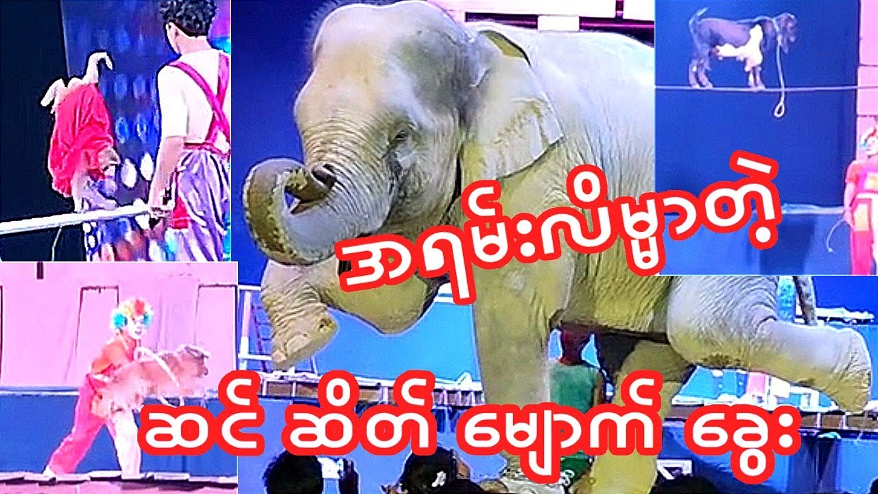 🐘🐒🐕‍🦺🐐အာဇာနည်စန်းစန်းဆပ်ကပ်အဖွဲ့ရဲ !မျောက်!ခွေး!ဆိတ်!ဆင် လိမ္မာလေးများ ဖျော်ဖြေမှု့