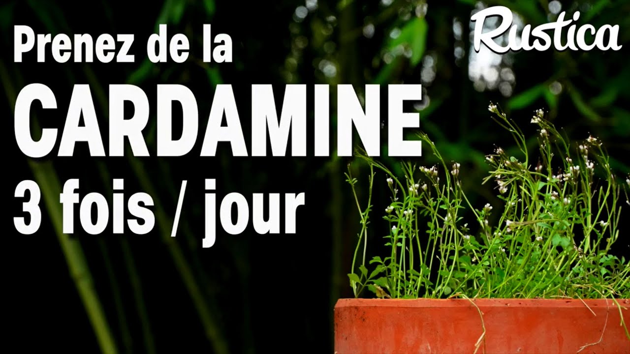 La cressonnette ou cardamine h&eacute;riss&eacute;e