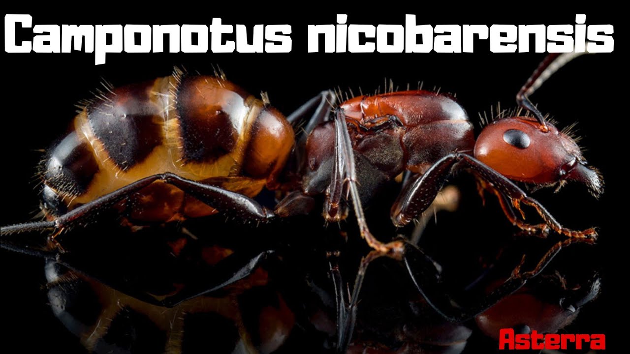 Camponotus nicobarensis (opis gatunku)
