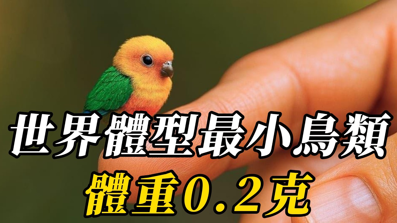 全世界最小的10種鳥類，第八名比拇指還小！第壹名輕如鴻毛，壹只毛毛蟲吃終生！#世界之最 #动物世界 #科普 #动物 #百科密码 #知识渊博