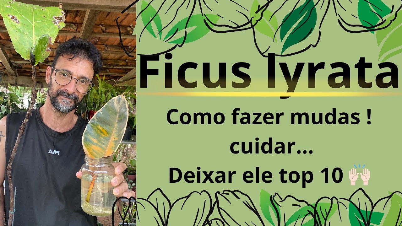 FICUS LYRATA.  Como fazer mudas ! Cuidar... Deixar ele top 10 🙌🏻