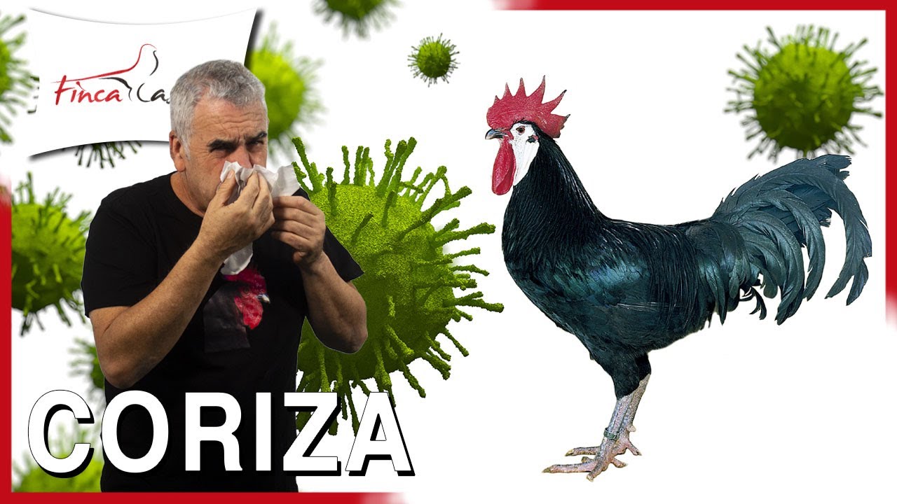 CORIZA Infecciosa Aviar: Qu&eacute; es y c&oacute;mo prevenirla