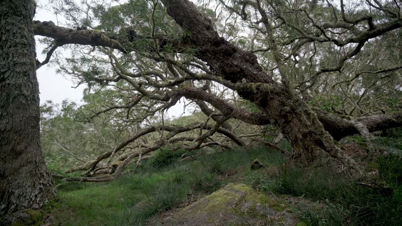 Les zones humides de La Réunion 8/9
