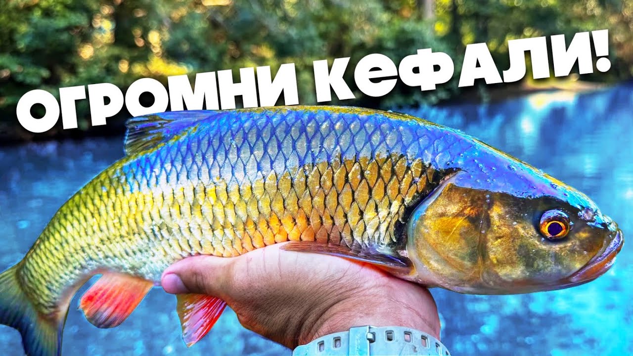 ОГРОМНИ КЕФАЛИ! Риболов на кефали на клатушки!
