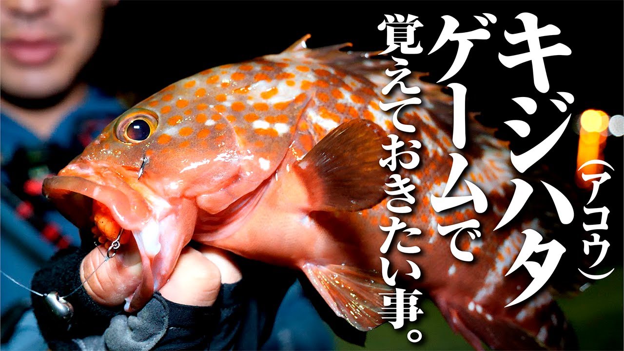【ロックフィッシュ】夏の堤防キジハタゲーム！足元から沖目まで、潮のタイミングを逃さず釣る。釣果を伸ばすキモを解説！
