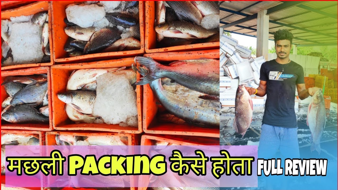 मछली कैसे पैकिंग होता है। [ Fish Packing Vlogs ]