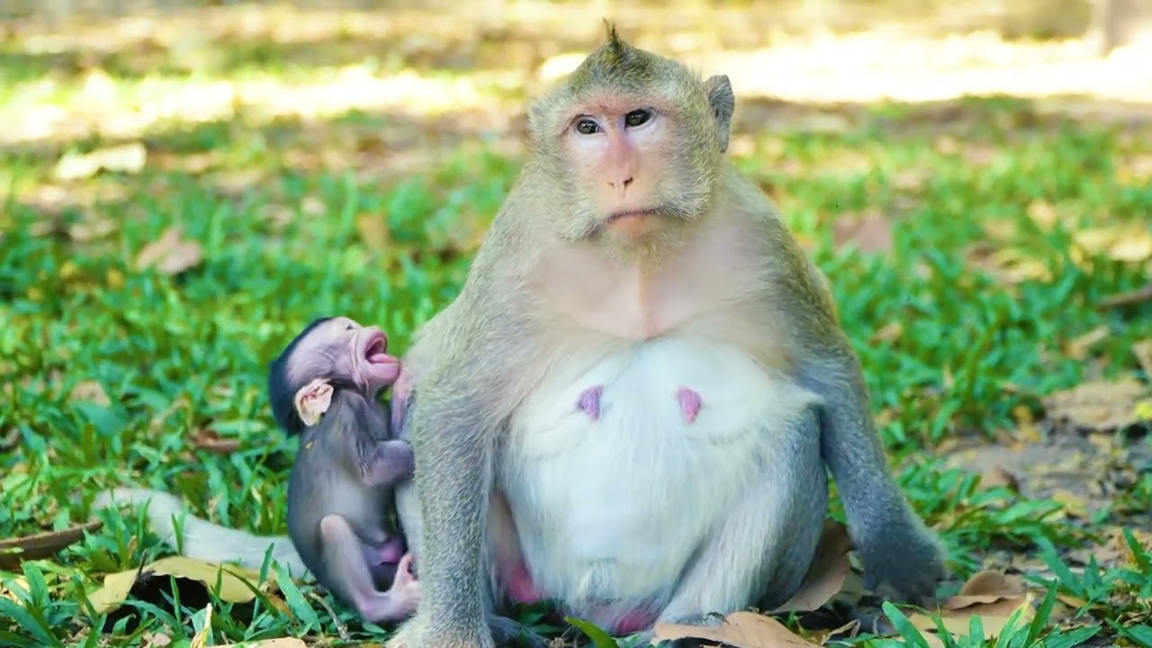 Monkey BUTTON No Milk For Her Adorable Baby Monkey | Full Video Action
