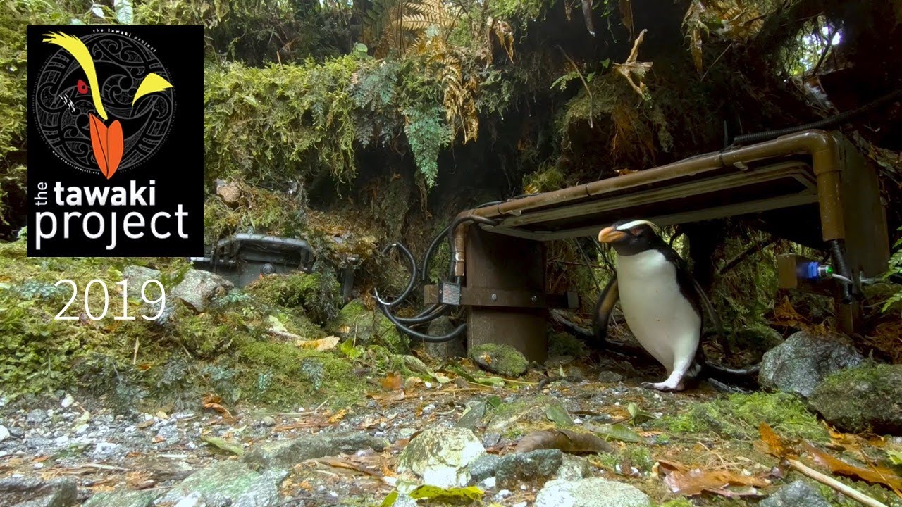 Fiordland Crested Penguins - Tawaki Project -  Part 3 - The Transponder Bridge