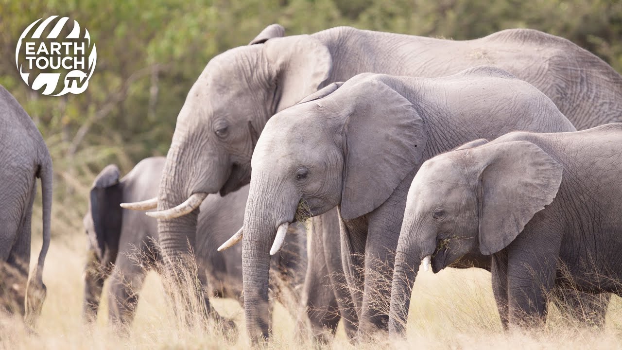 Elephants on the move