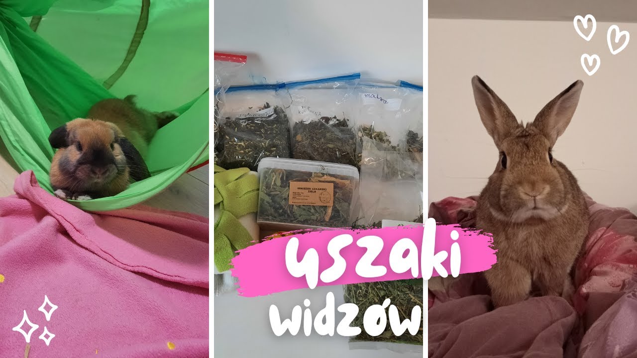 Jak żyją króliki naszych widzów?