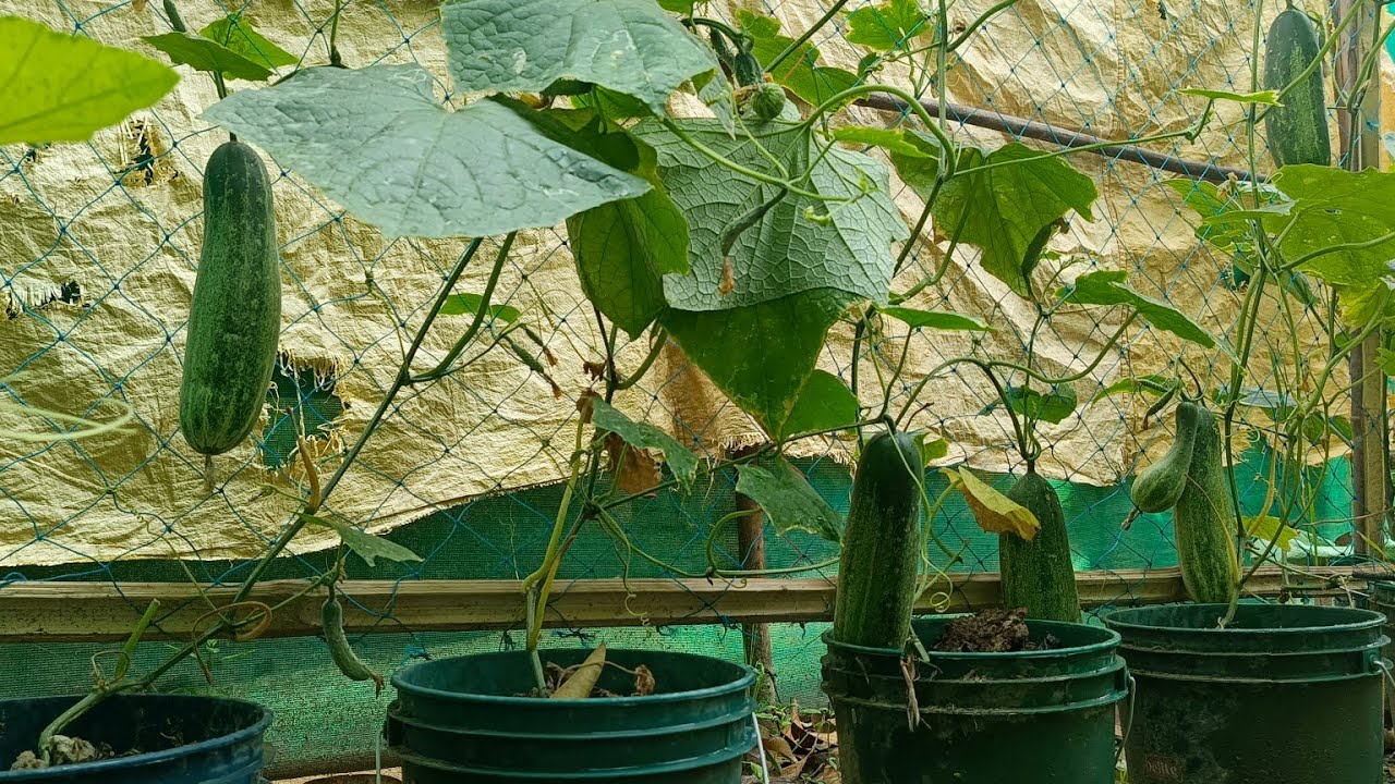 Simple method of propagate Cucumber plant at home, Never Have To Buy Cucumber Again