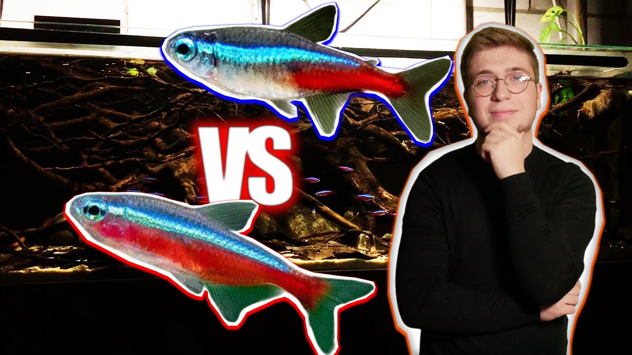 Néon bleu VS Cardinalis, quel poisson est le meilleur en aquarium ?