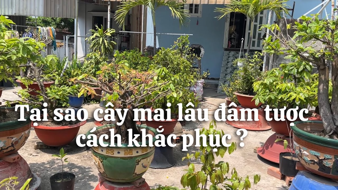 Tại sao cây mai lâu đâm tược ? Cách giải quyết // 23-1 âl 