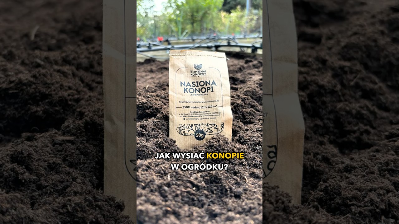JAK UPRAWIAĆ KONOPIE?