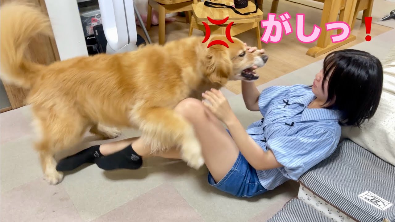 荒れ狂う大型犬を片手でサクッと制御する最強の姉【ゴールデンレトリバーとミニチュアダックスフンド】