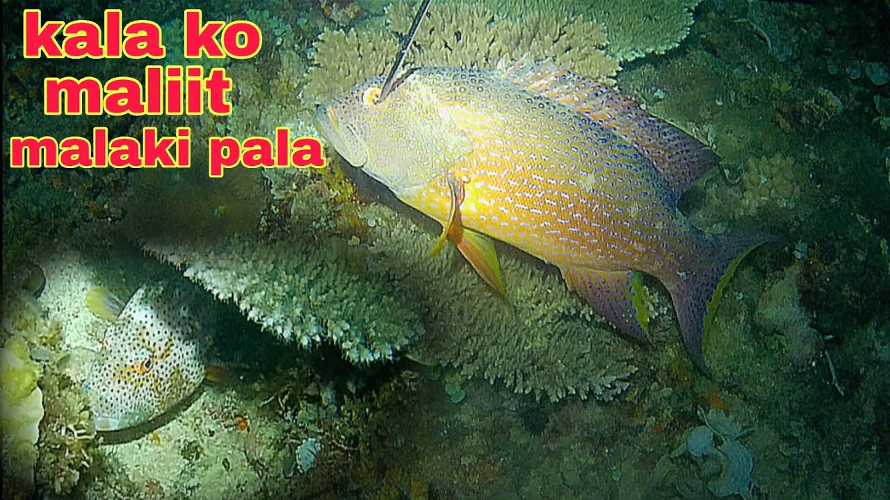 ep359.lapu Lapu kala ko maliit malaki pala night spearfishing Philippines.
