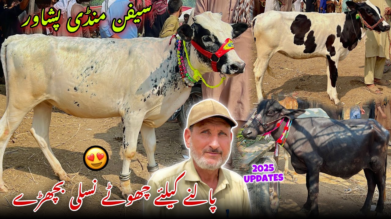 Saifan Mandi Choty Kheery Bachron ki Price Updates | Peshawar Mandi | Khyber Social Tv
