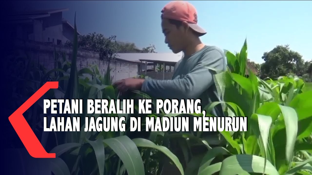 Petani Beralih Ke Porang, Lahan Jagung Di Madiun Menurun