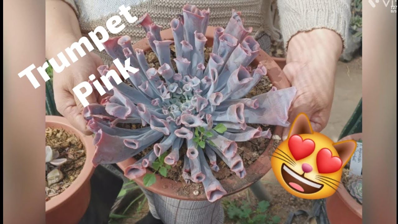 Echeveria Trumpet pink .cuidados y reproducción