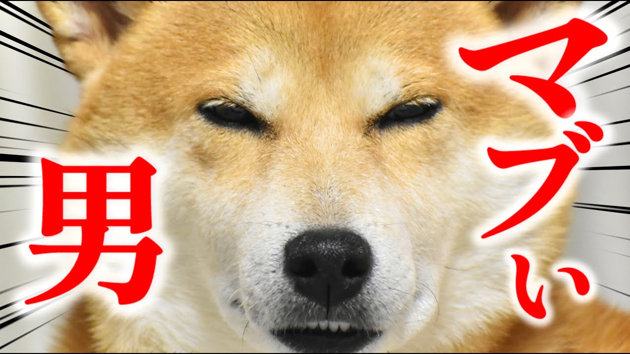 柴犬こむぎと蛍光グリーンメン【あるじのステップ】生誕６周年