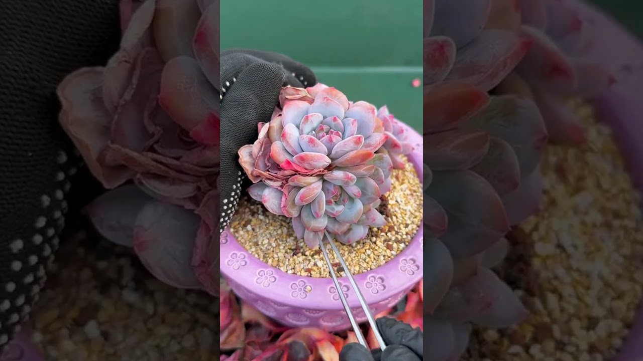ULTRA CRUNCHY 🌵 Massive Succulent DX Deep Clean | Satisfying Leaf Removal ASMR