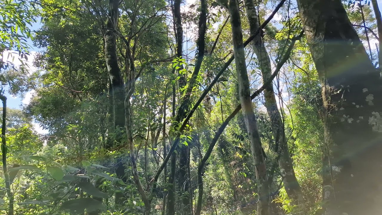 Quiet time in the orchard #4
