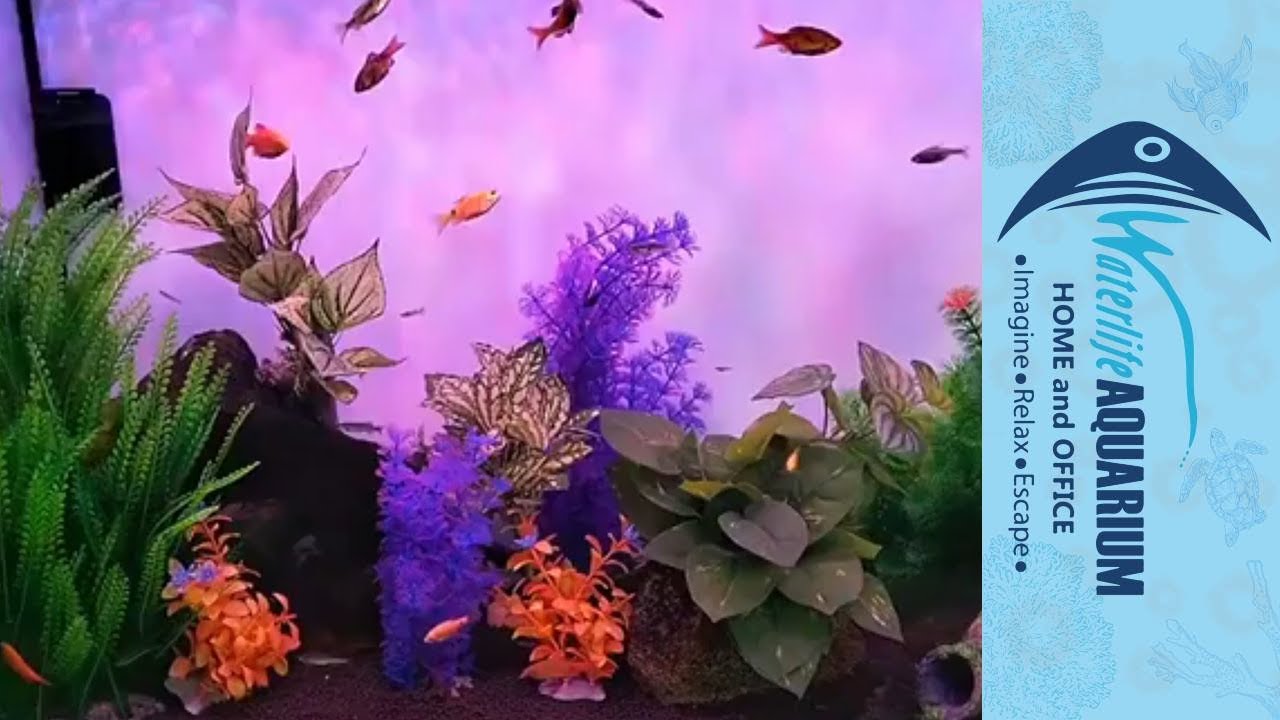 Discover the Magic of Plastic Plants in Aquariums | Waterlife Aquarium