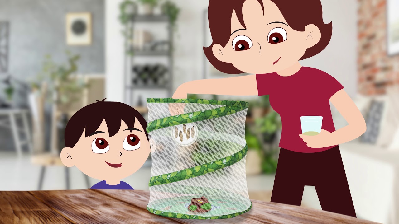 Raise Caterpillars with Insect Lore's Butterfly Growing Kit for Kids