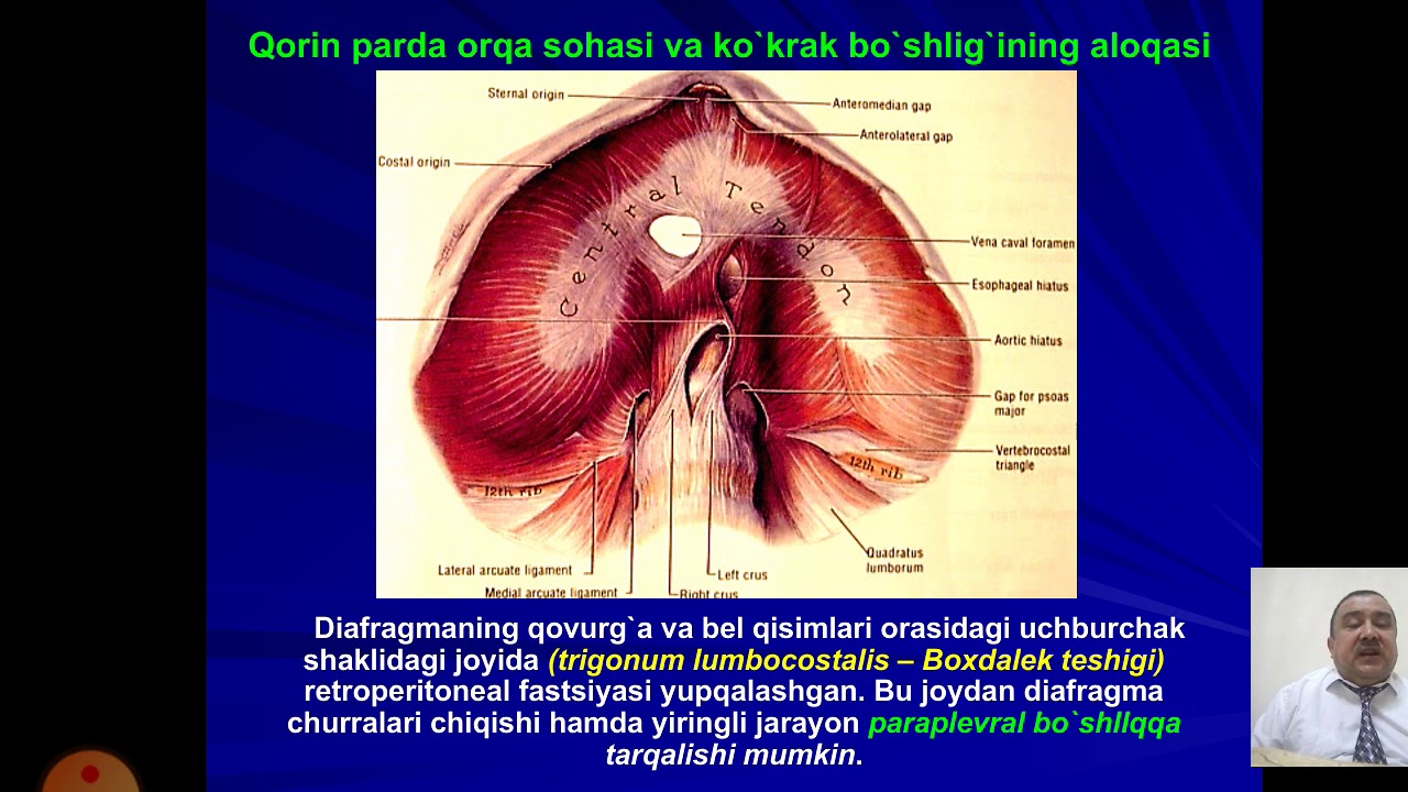 Bel sohasi va qorin parda orqa bo`shlig`ning klinik anatomiyasi  va operatsiyalari  buyrak  vа siydi