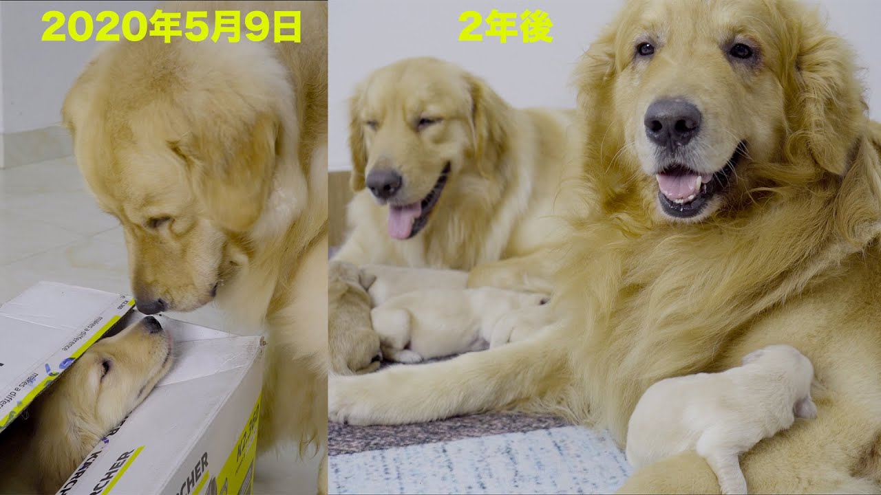 初めて出会った時から子供が出来たまでゴールデンレトリバーカップルの２年間の成長記録
