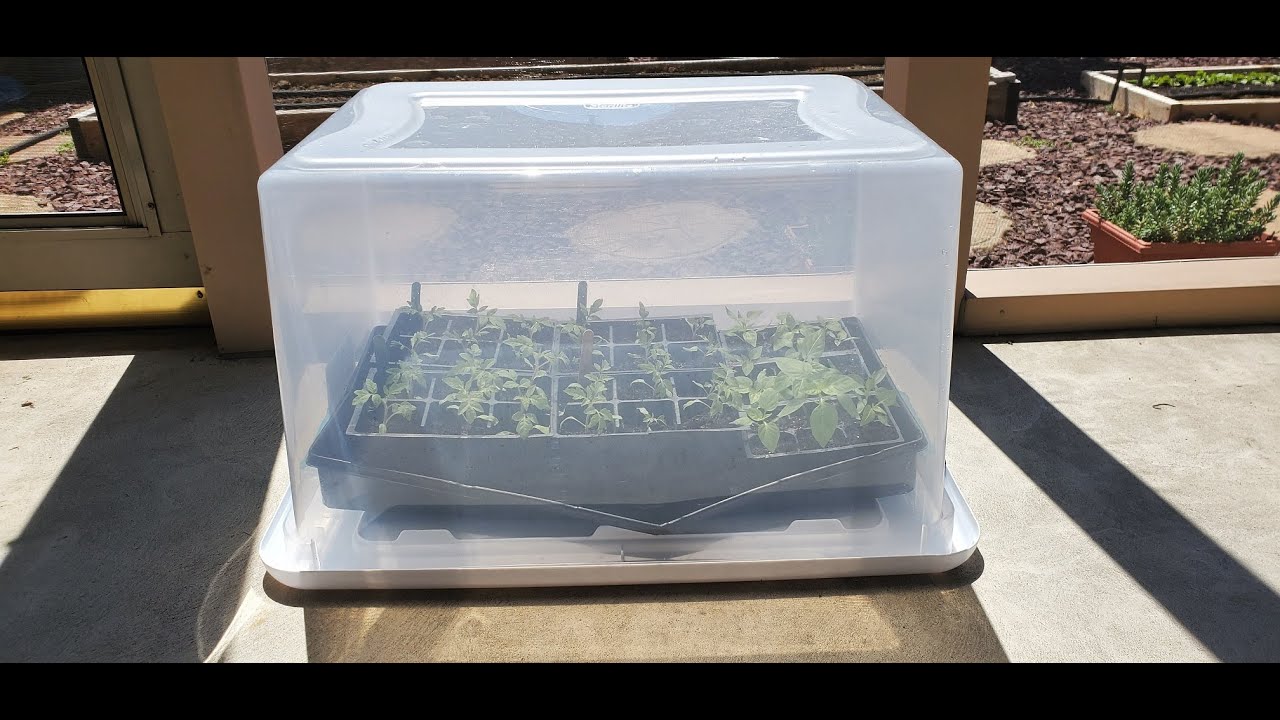 Get Your Seedlings Out Early With This Simple Greenhouse