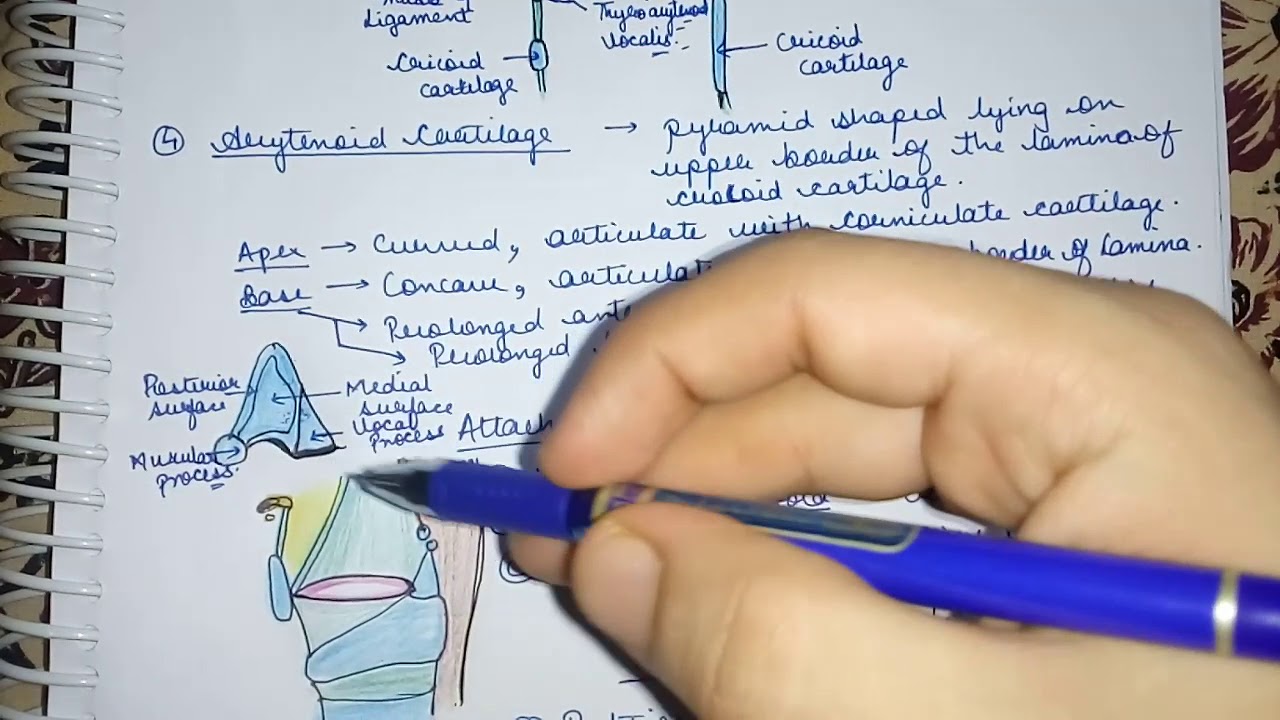 Larynx Arytenoid Cartilage Easy Explaination Lec--6