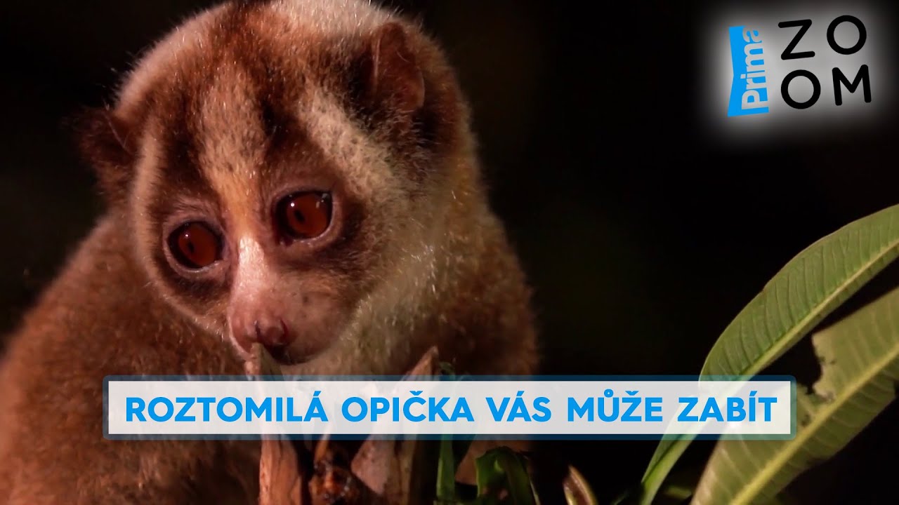 Roztomilá opička vás může zabít. Podívejte se, jak bolí její jedovaté kousnutí