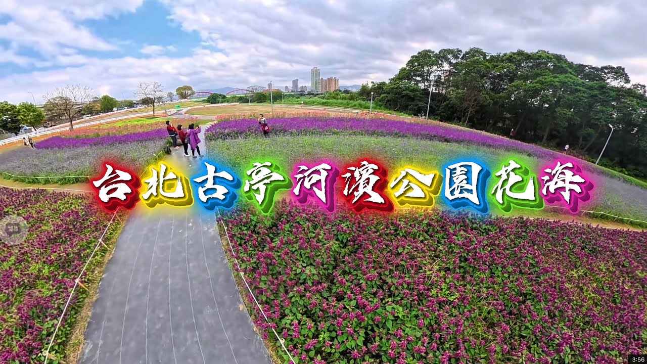 古亭河濱公園花海2026