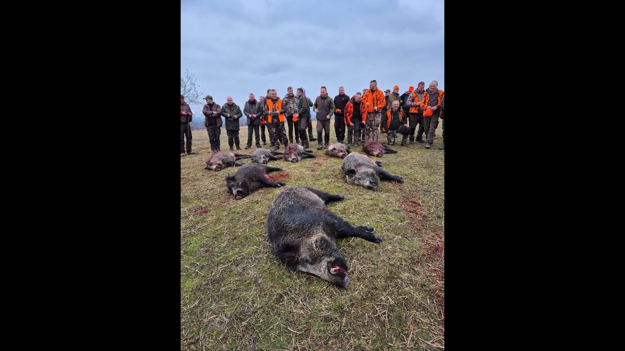 Vanatoare de mistreti 2024! 8 exemplare intr-o singura goana!