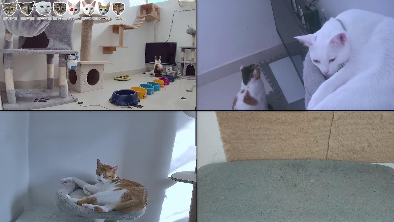 🟢Meet our rescue kitties - 24/7 stream