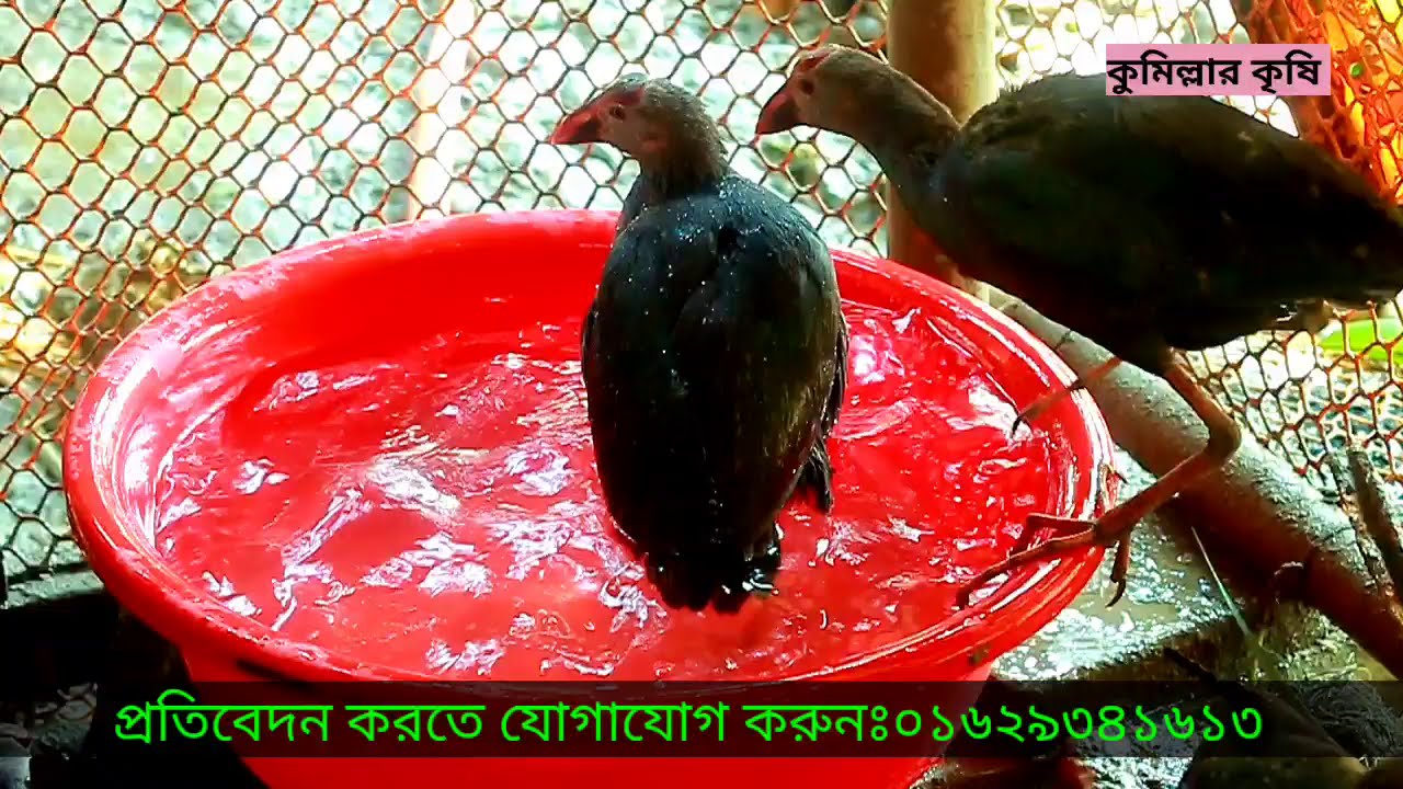 কালিম পাখি মেইল ফিমেইল চেনার সহজ উপায় || কালিম পাখি || kamil pakhi || কুমিল্লার কৃষি/Comillar Krishi