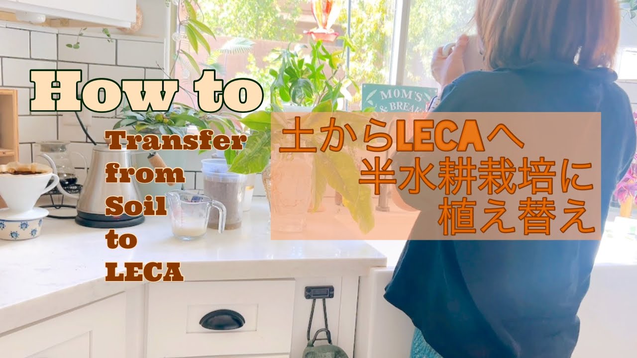 How to transfer your plants from soil to LECA 