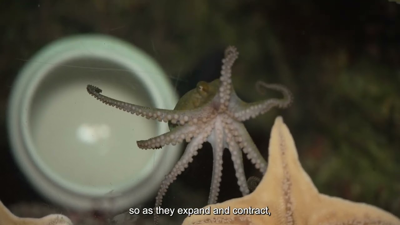 Meet the California Two Spot Octopus!