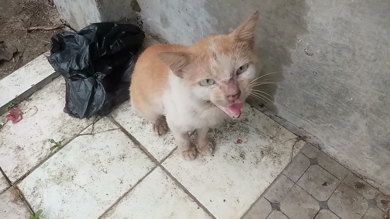 ❗Masih ProseS PenyeMbuHan KucinG Jalanan#viral 