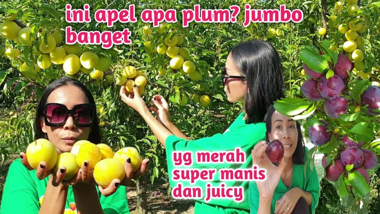 Panen Plum Kuning Plum Merah Dan Peach Donat Seharian Dikebon Panen Dan Makan Sampai Puas