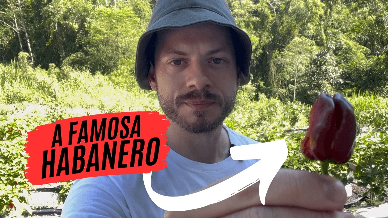 PIMENTA HABANERO: Conheça a Pimenta Mais Ardida do México!