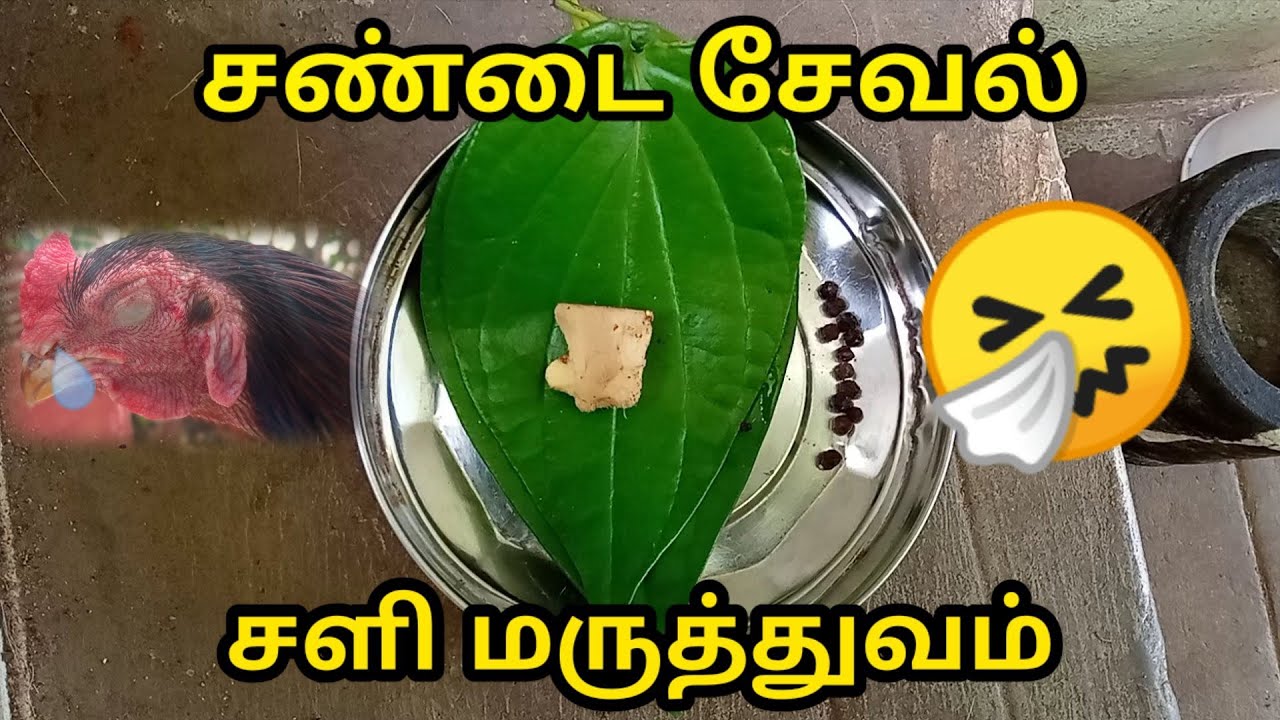 🤧சேவல் சளி மருந்து | pets_folder_tamil