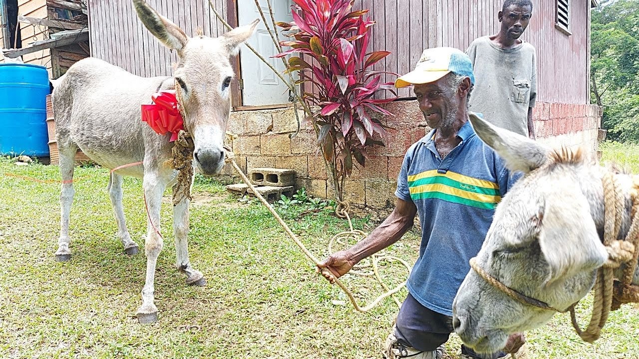 MAN WHO LOST HIS LEGS IN 1984 RECEIVES DONKEY | DELIVERING A DONKEY AS A GIFT TO LLOYD ASHLEY